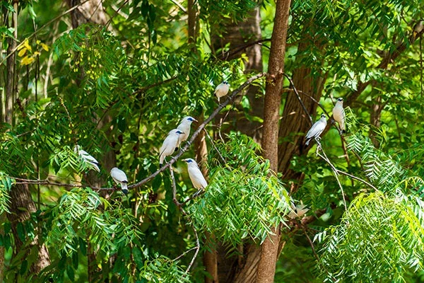 Bali Myna