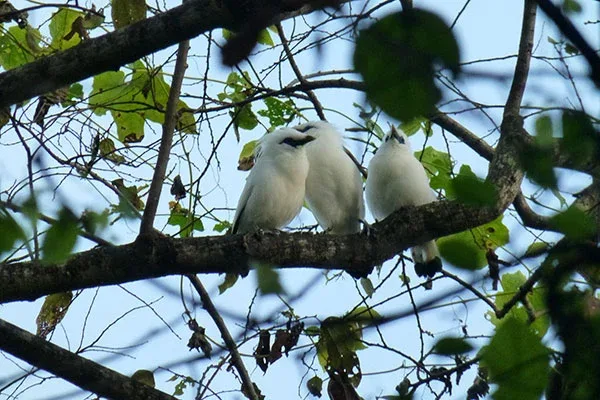 Bird watching 1