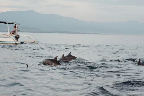 dolphin tour lovina,lovina dolphin tour,dolphin tour from Pemuteran,Lovina Beach,Lovina Dolphin Attractions,Lovina Dolphin tour packages