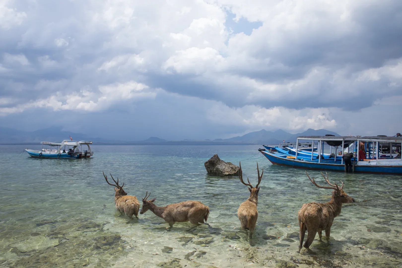 Menjangan Island,How to Get Menjangan Island,Entrance fee to Menjangan Island,Deer Island,Snorkeling Menjangan Tour,Menjangan Bali,Menjangan deer,Mejangan Island snorkeling site,Menjangan Island west bali national park,Boat to Menjangan Island