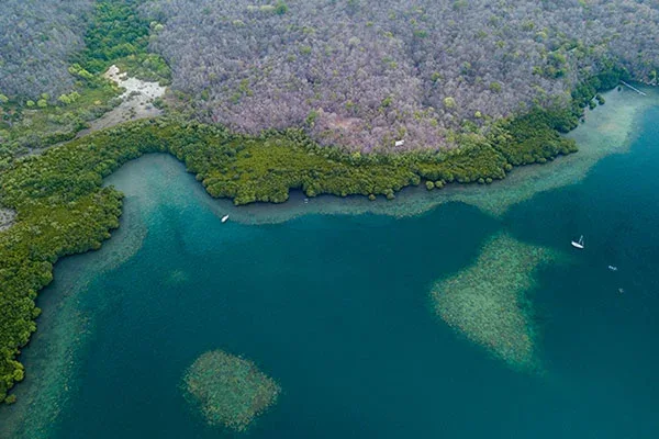 Mangrove Banyuwedang Bay