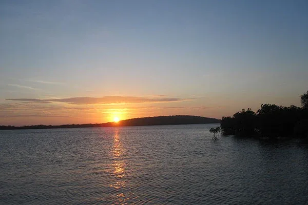 Mangrove Tour Gilimanuk