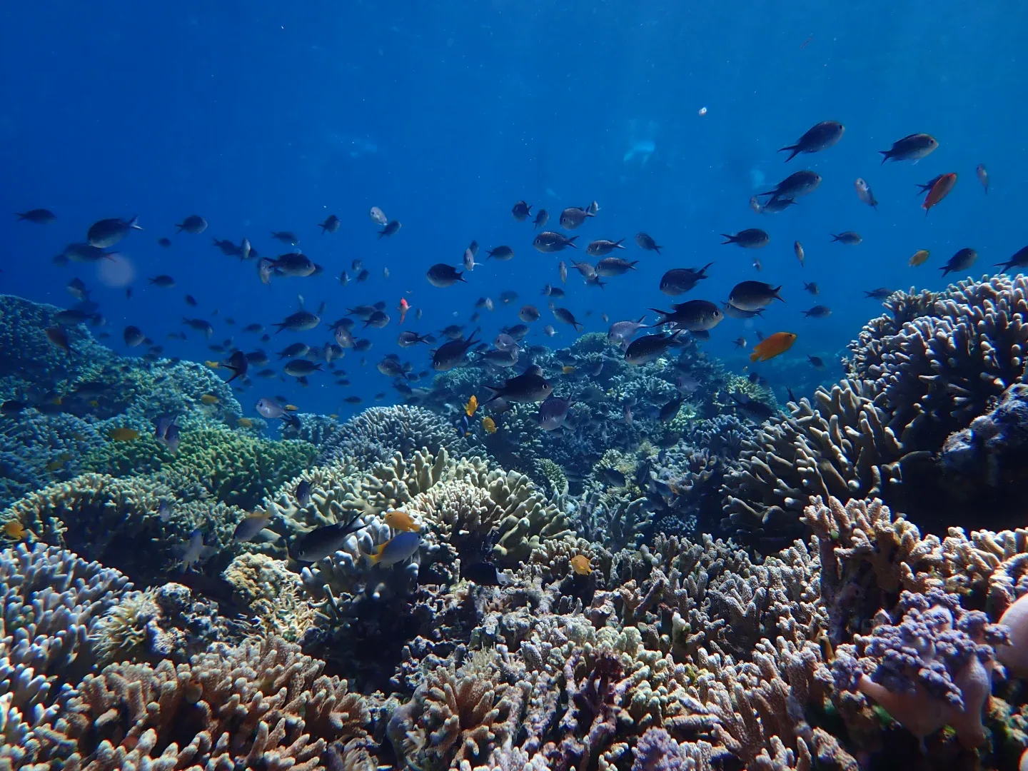 Menjangan Island,How to Get Menjangan Island,Entrance fee to Menjangan Island,Deer Island,Snorkeling Menjangan Tour,Menjangan Bali,Menjangan deer,Mejangan Island snorkeling site,Menjangan Island west bali national park,Boat to Menjangan Island