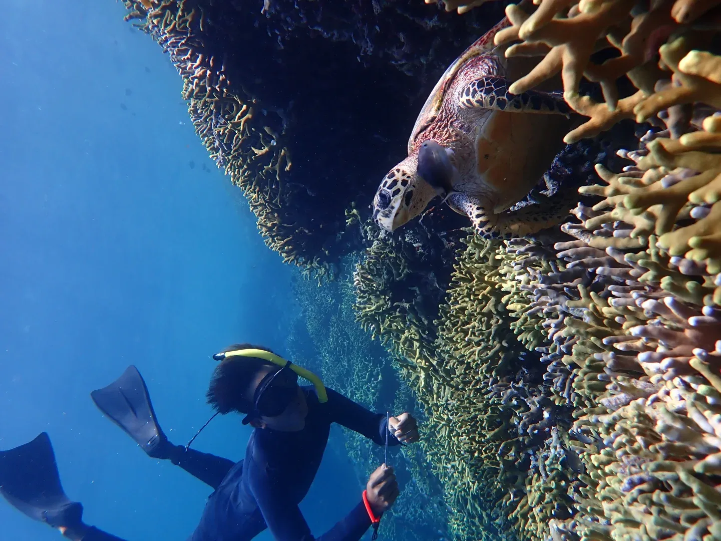 Menjangan Island,How to Get Menjangan Island,Entrance fee to Menjangan Island,Deer Island,Snorkeling Menjangan Tour,Menjangan Bali,Menjangan deer,Mejangan Island snorkeling site,Menjangan Island west bali national park,Boat to Menjangan Island