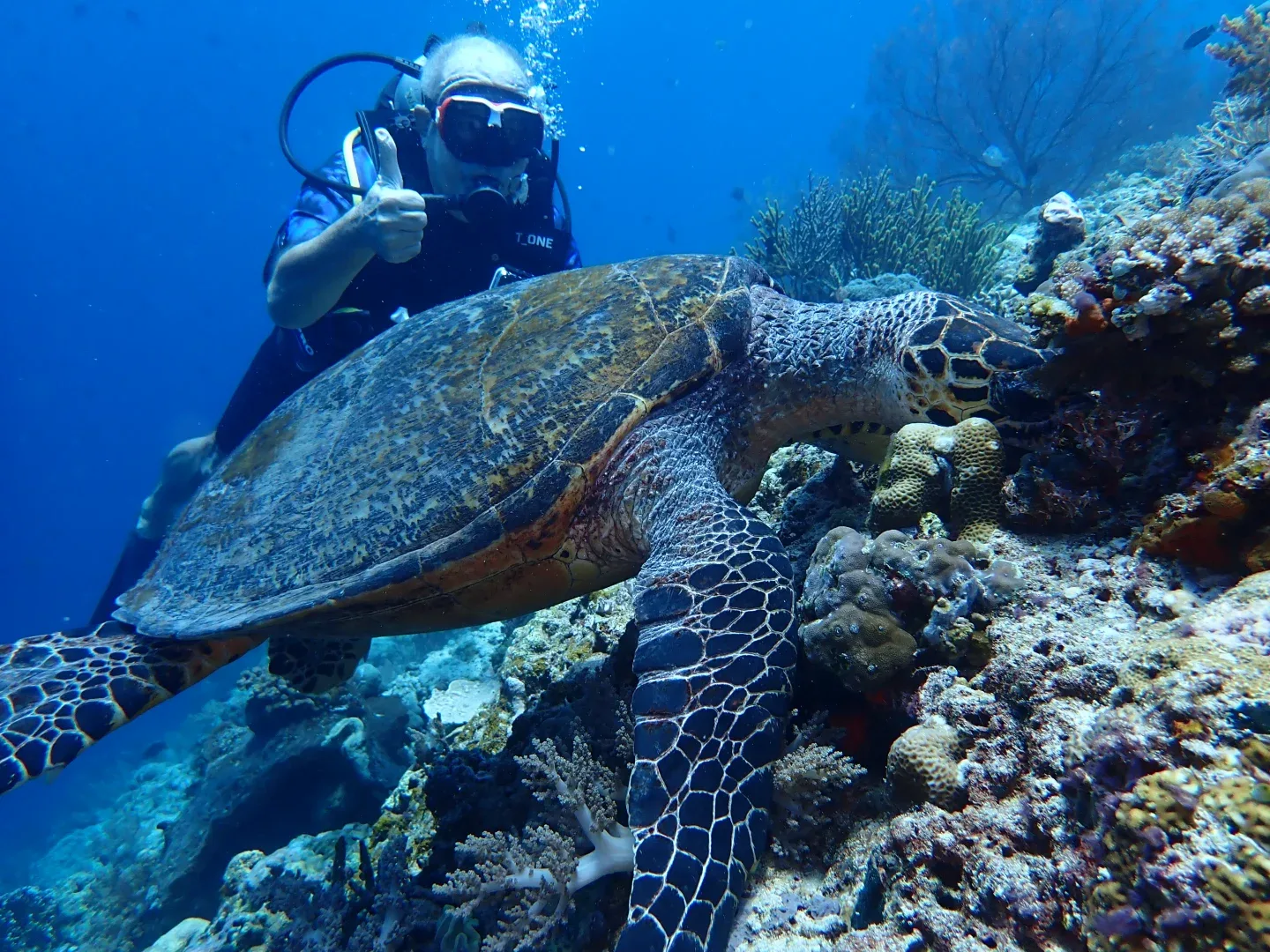 menjangan diving,menjangan tour snorkeling & diving,scuba diving menjangan,menjangan island dive sites,menjangan island diving,diving menjangan,menjangan island dive packages