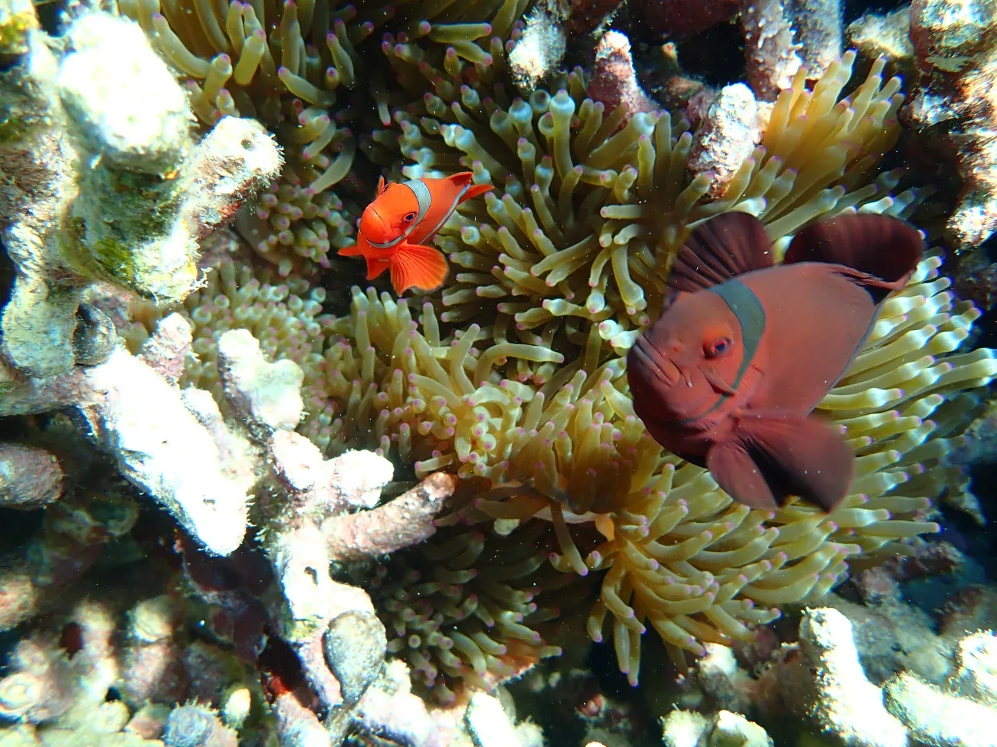 Menjangan Island,How to Get Menjangan Island,Entrance fee to Menjangan Island,Deer Island,Snorkeling Menjangan Tour,Menjangan Bali,Menjangan deer,Mejangan Island snorkeling site,Menjangan Island west bali national park,Boat to Menjangan Island