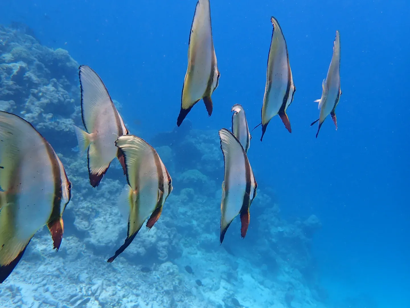 Menjangan Island,How to Get Menjangan Island,Entrance fee to Menjangan Island,Deer Island,Snorkeling Menjangan Tour,Menjangan Bali,Menjangan deer,Mejangan Island snorkeling site,Menjangan Island west bali national park,Boat to Menjangan Island