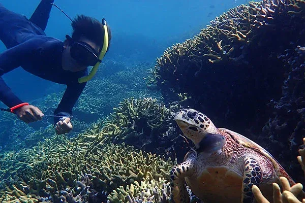 Snorkeling Menjangan Island