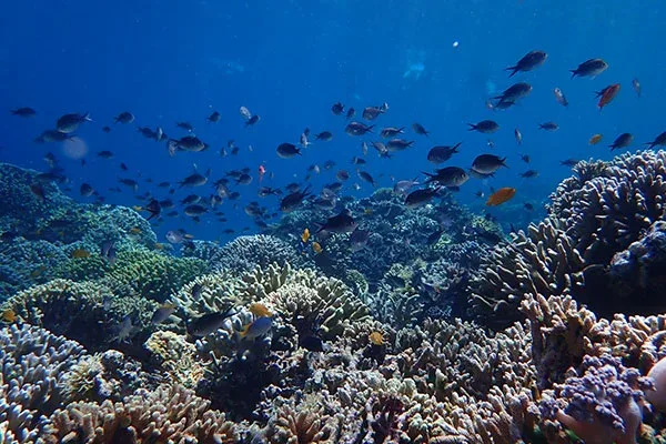 Snorkeling Menjangan Island