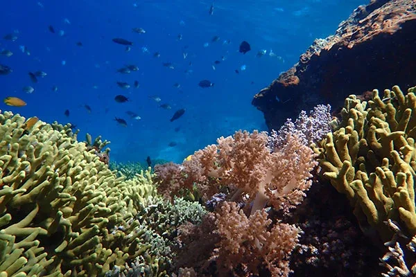 Snorkeling Menjangan Island