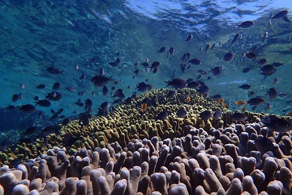 Snorkeling Menjangan Island