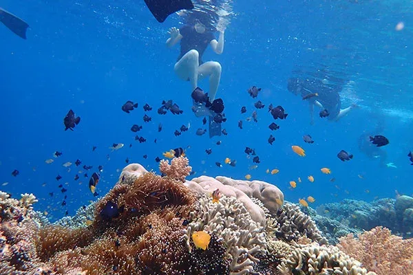 Snorkeling Menjangan Island