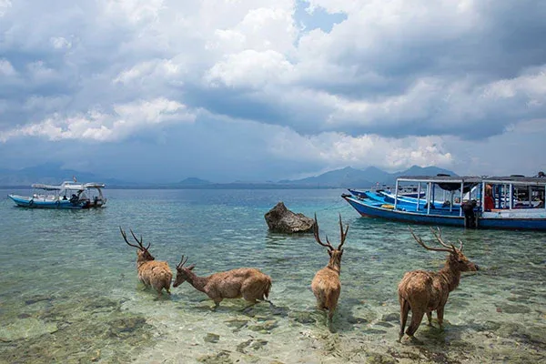 Snorkeling Menjangan Island