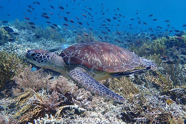 Snorkeling Menjangan Island