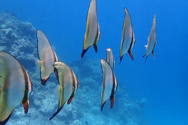 Snorkeling Menjangan Island