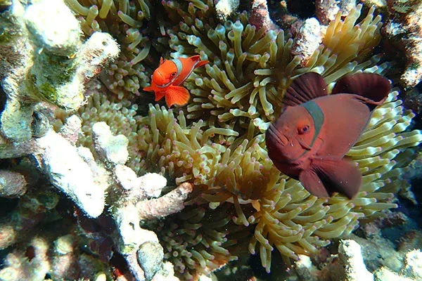 Snorkeling Menjangan Island