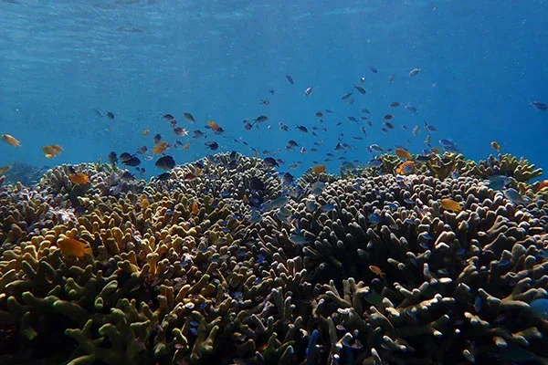 Snorkeling Menjangan Island