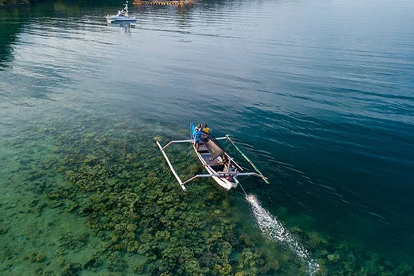 mangrove tour banyuwednag bay,mangrove tour,banyuwedang,banyuwedang bay,mangrove pemuteran,banyuwedang beach