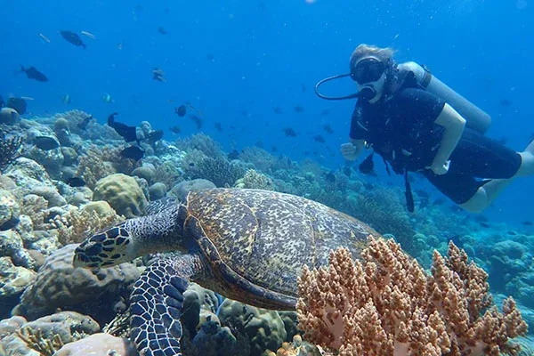 diving menjangan