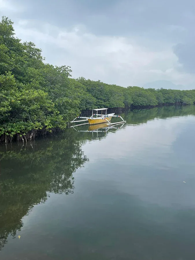 foto mangrove