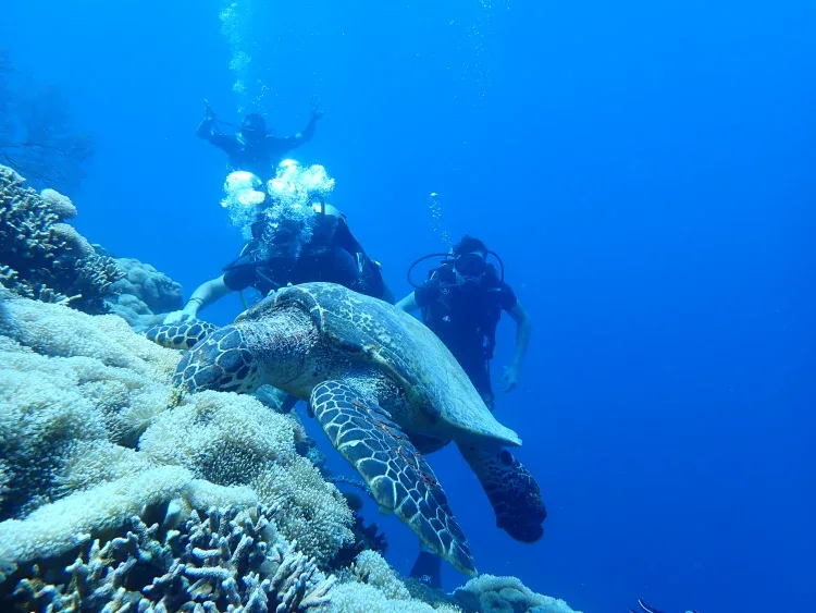 menjangan island diving