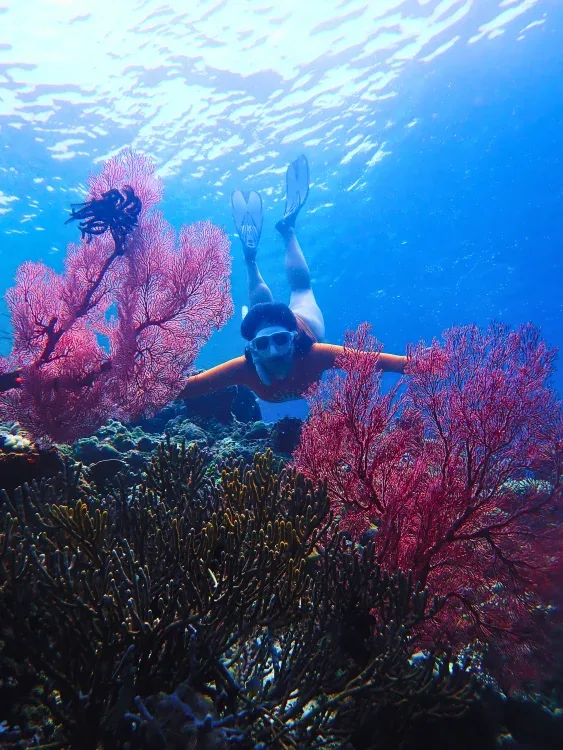 menjangan island snorkeling