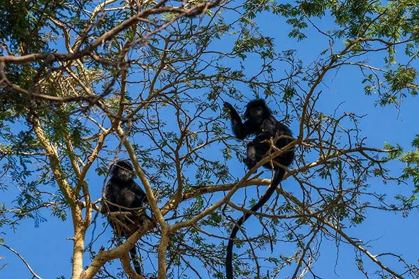 west bali national park tour