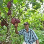 cacao plantation in west bali