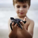 release baby turtle