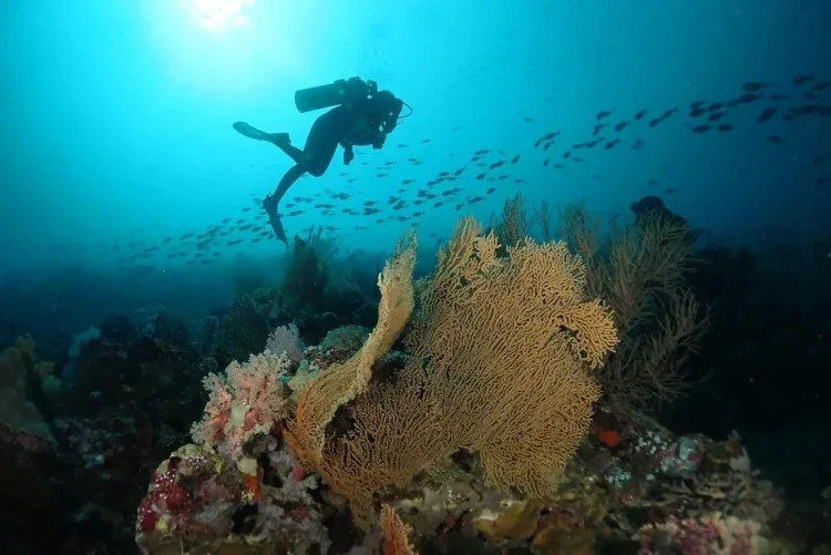 Wall Dive - Menjangan Island