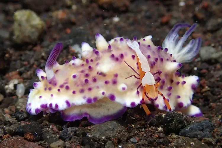 Nudibranch